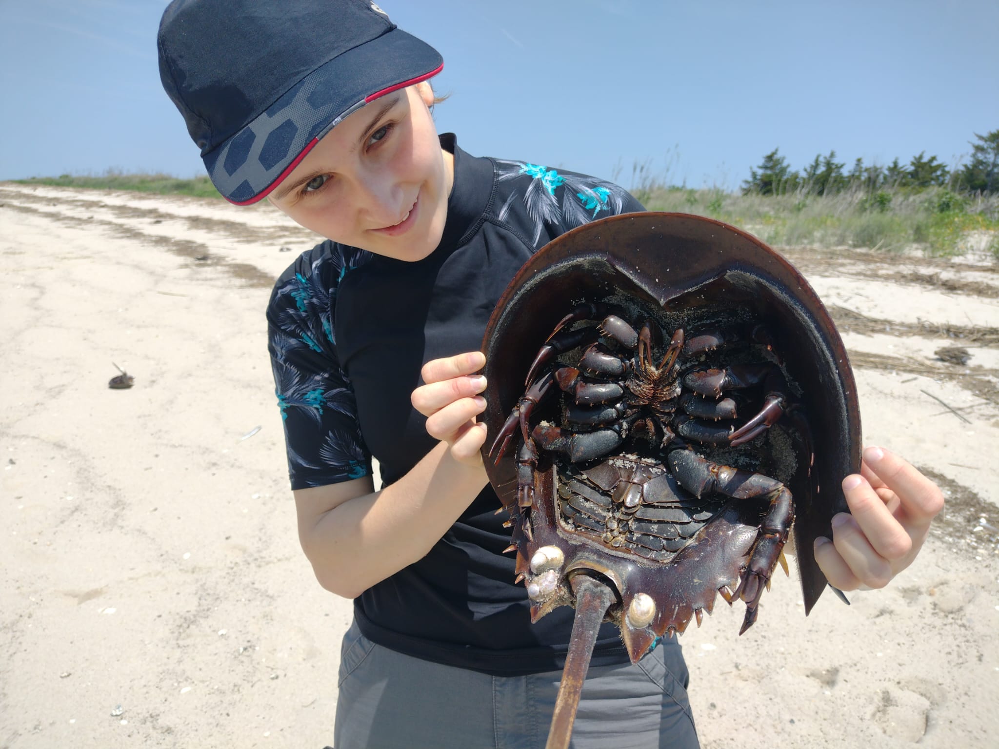 1st Horseshoe Crab Found