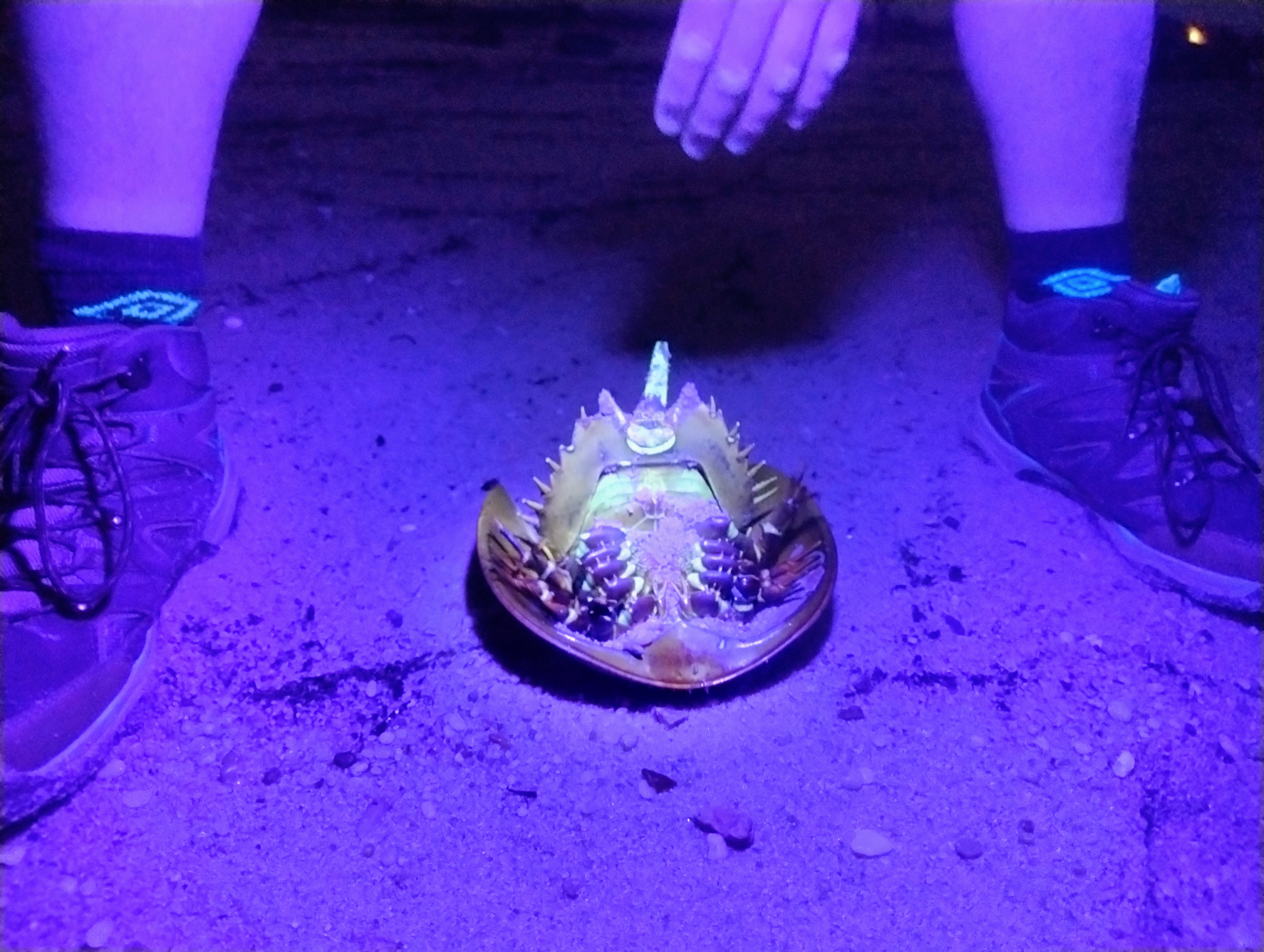 Horseshoe Crab in UV Light