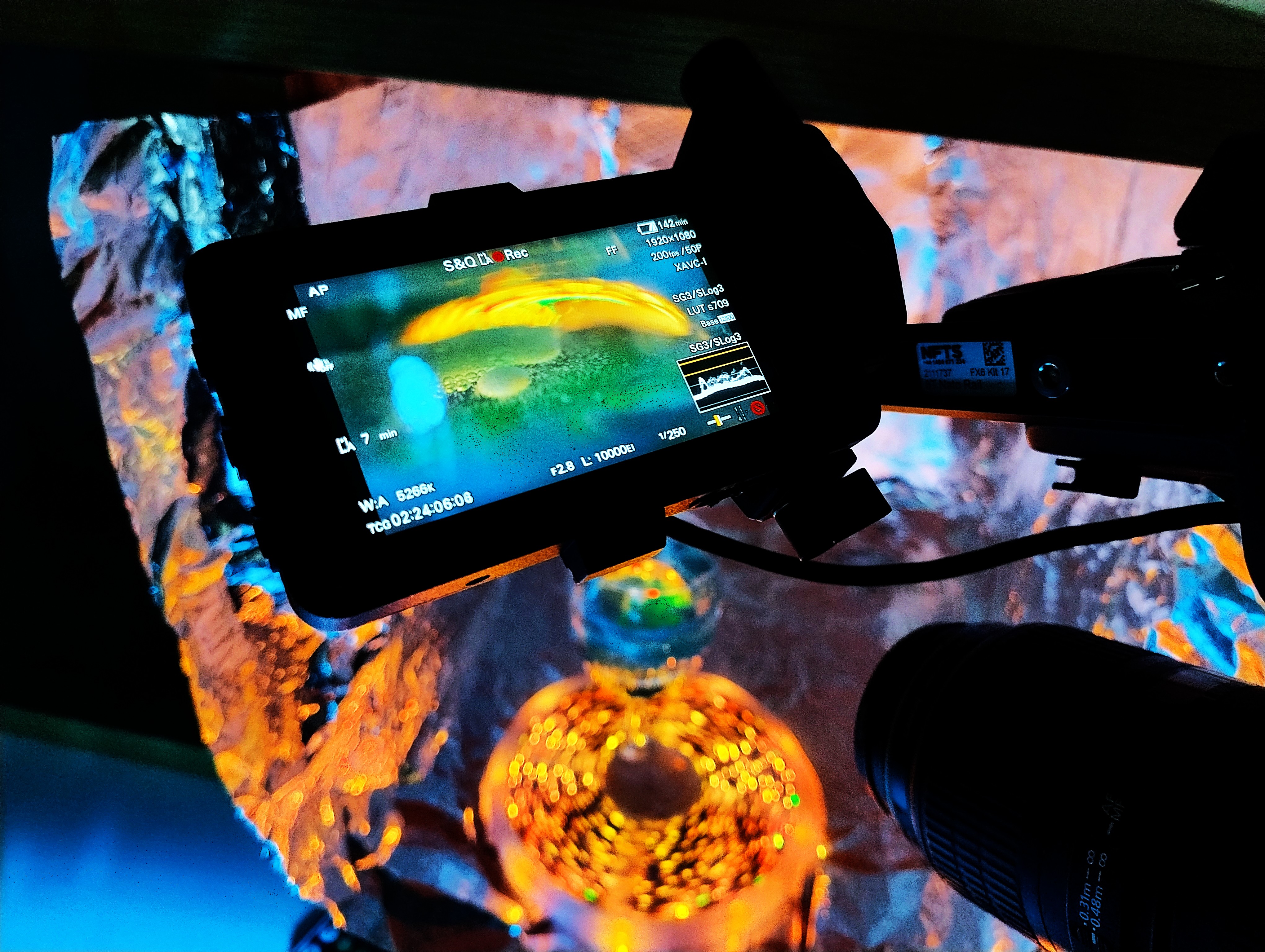 Macro filming blue blood