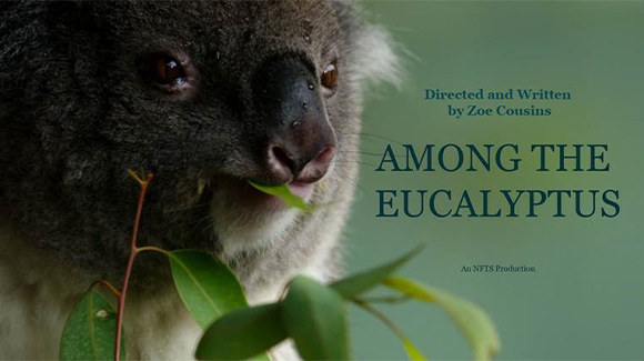 Among The Eucalyptus poster